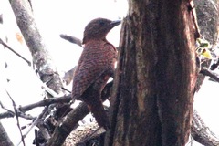 Micropternus brachyurus