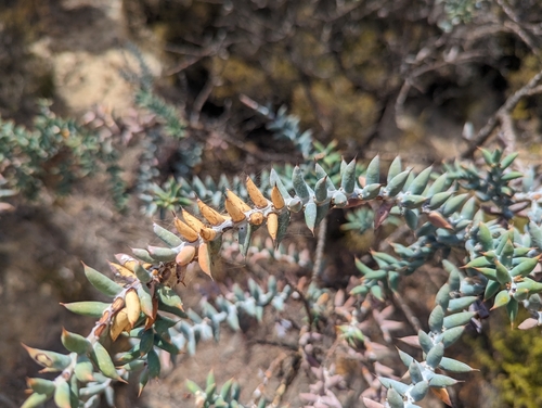 Image of Daviesia pachyphylla by (c) Caleb Catto, some rights reserved (CC BY)