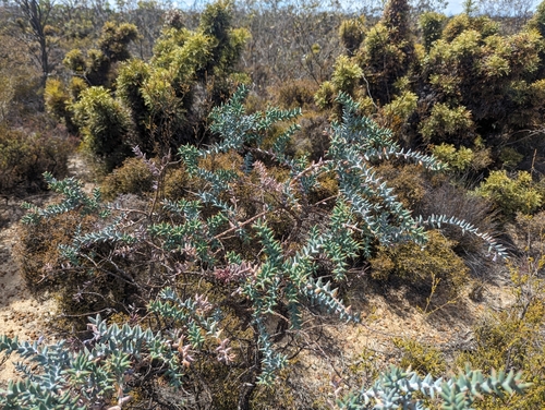 Image of Daviesia pachyphylla by (c) Caleb Catto, some rights reserved (CC BY)