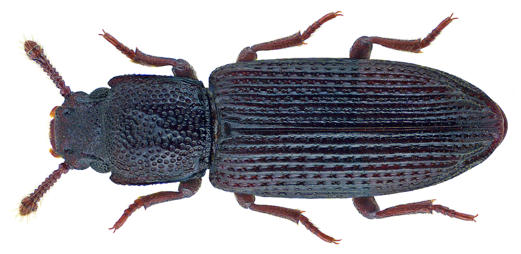 Pycnomerus