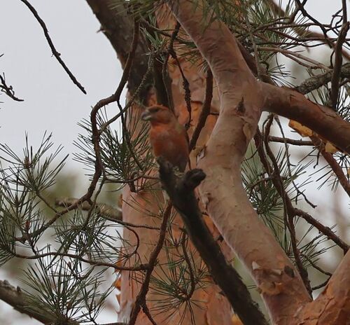 Parrot Crossbill (Loxia pytyopsittacus), photo 4