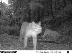 Puma concolor couguar