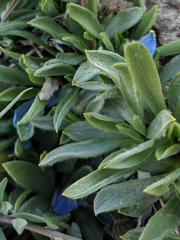 Raillardella argentea