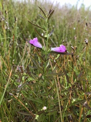 Agalinis neoscotica