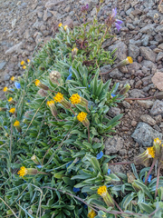 Raillardella argentea