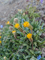 Raillardella argentea