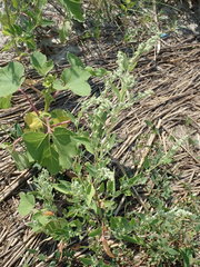 Atriplex cristata