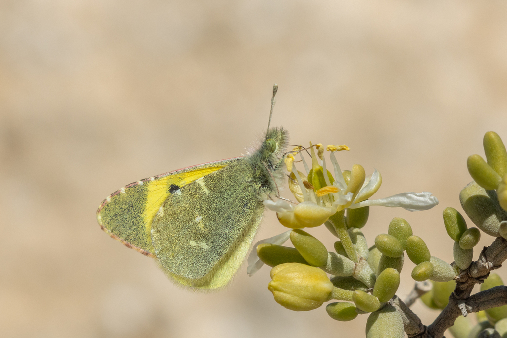 Elphinstonia