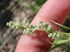 Atriplex cristata