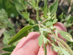 Atriplex cristata