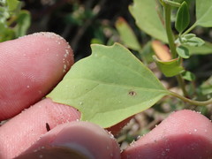 Atriplex cristata