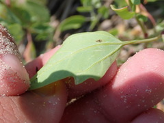 Atriplex cristata