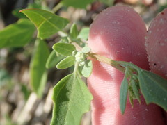 Atriplex cristata