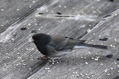 Junco hyemalis cismontanus
