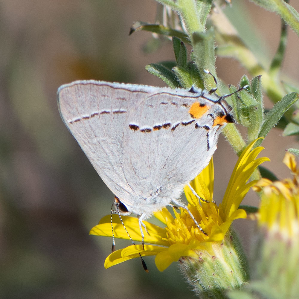 Gray Hairstreak