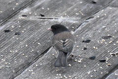 Junco hyemalis cismontanus