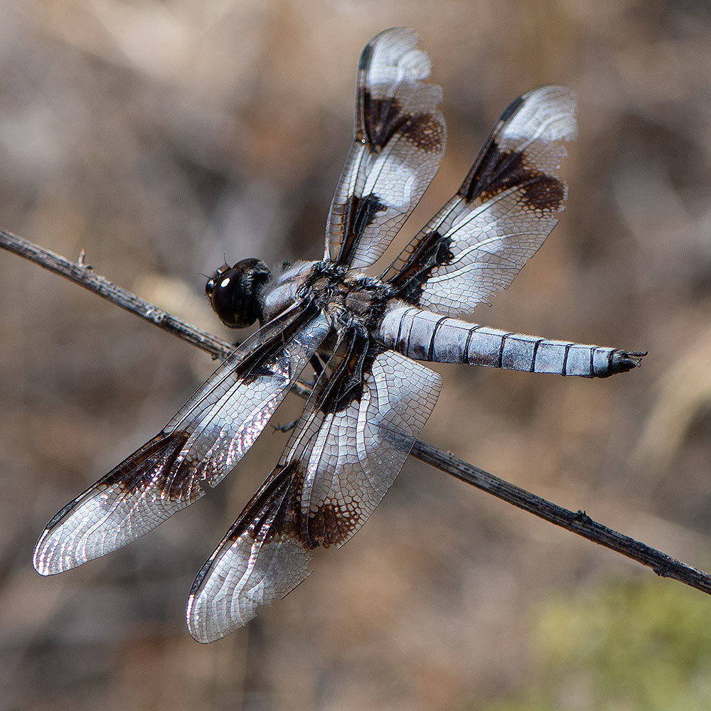 Eight-spotted Skimmer