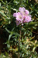 Armeria sardoa