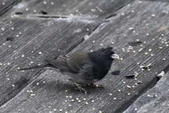 Junco hyemalis cismontanus
