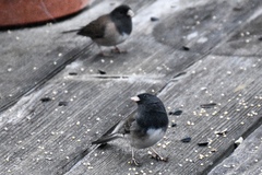 Junco hyemalis cismontanus
