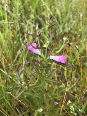 Agalinis neoscotica