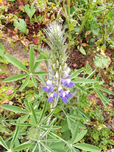 Lupinus bogotensis, photograph 1