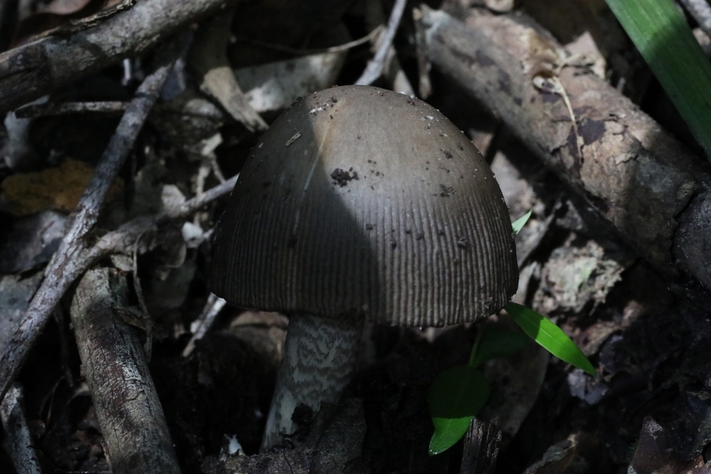Amanita cheelii · April 2025 · photo: © katsinabox (iNaturalist, cc-by)