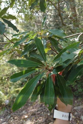 Image of Elaeocarpus decipiens by (c) 如此甚好, some rights reserved (CC BY)