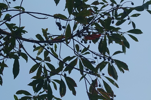 Image of Elaeocarpus decipiens by (c) 如此甚好, some rights reserved (CC BY)