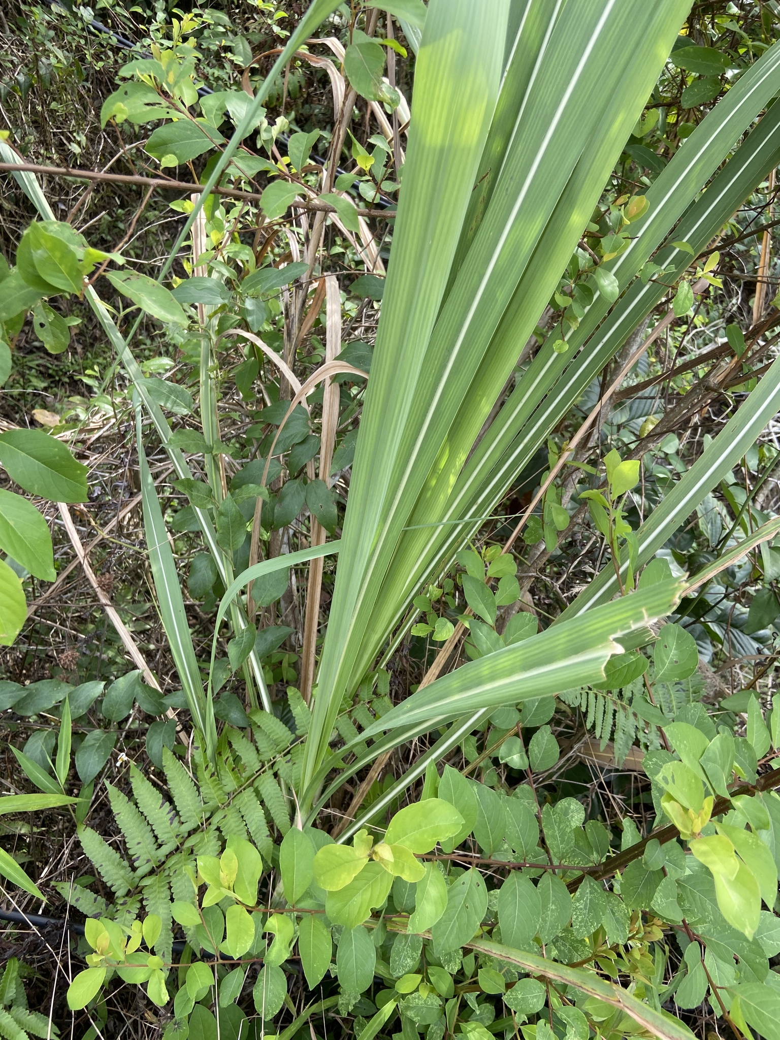Saccharum spontaneum — ảnh 3