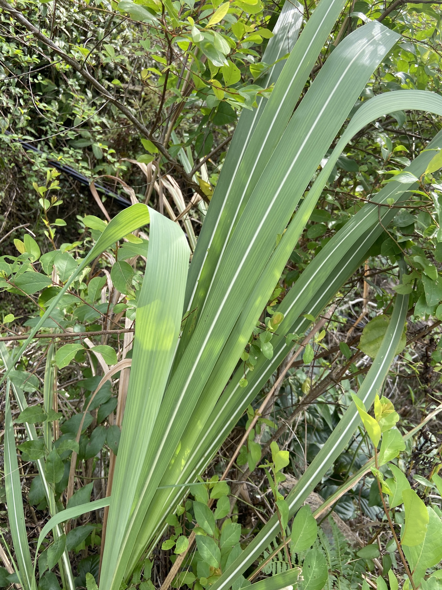 Saccharum spontaneum — ảnh 2