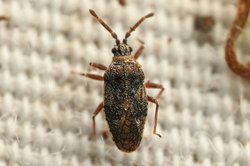 Leptoypha minor