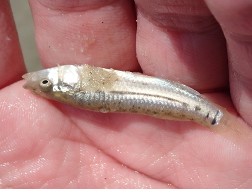 Striped Killifish