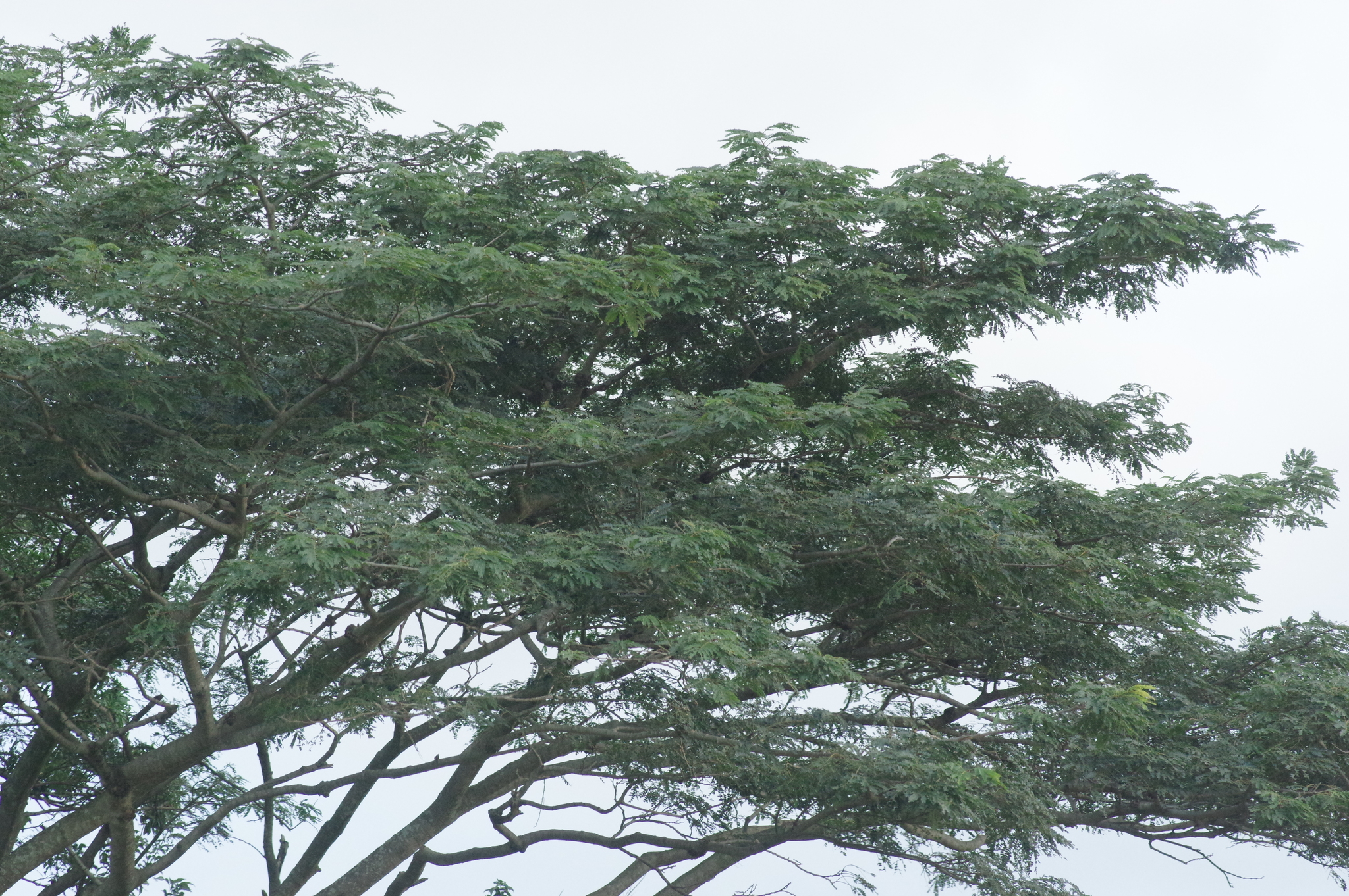 Imagem de Albizia