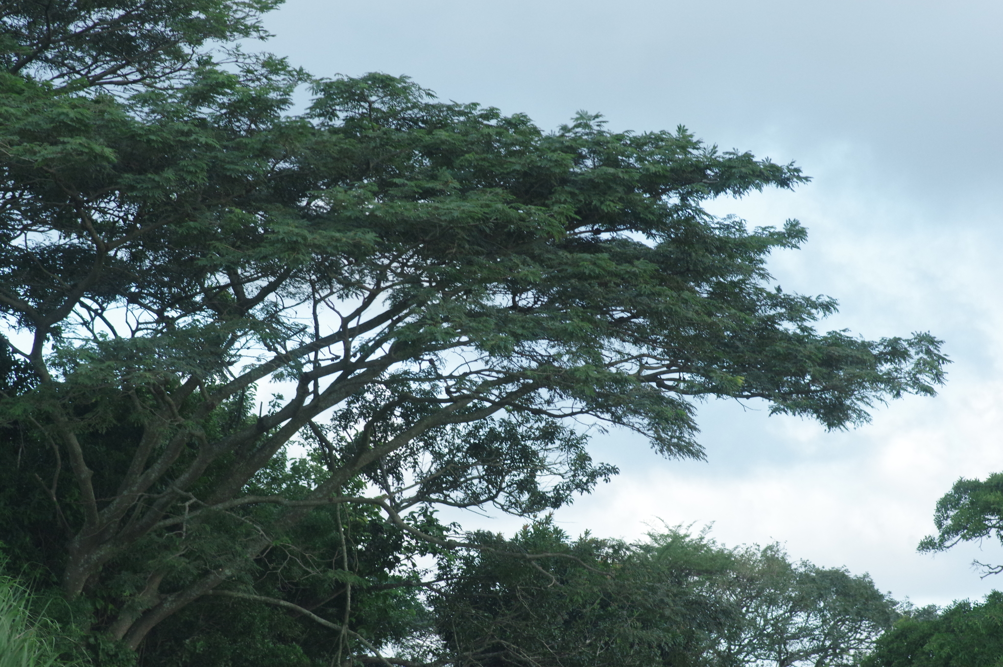 Imagem de Albizia