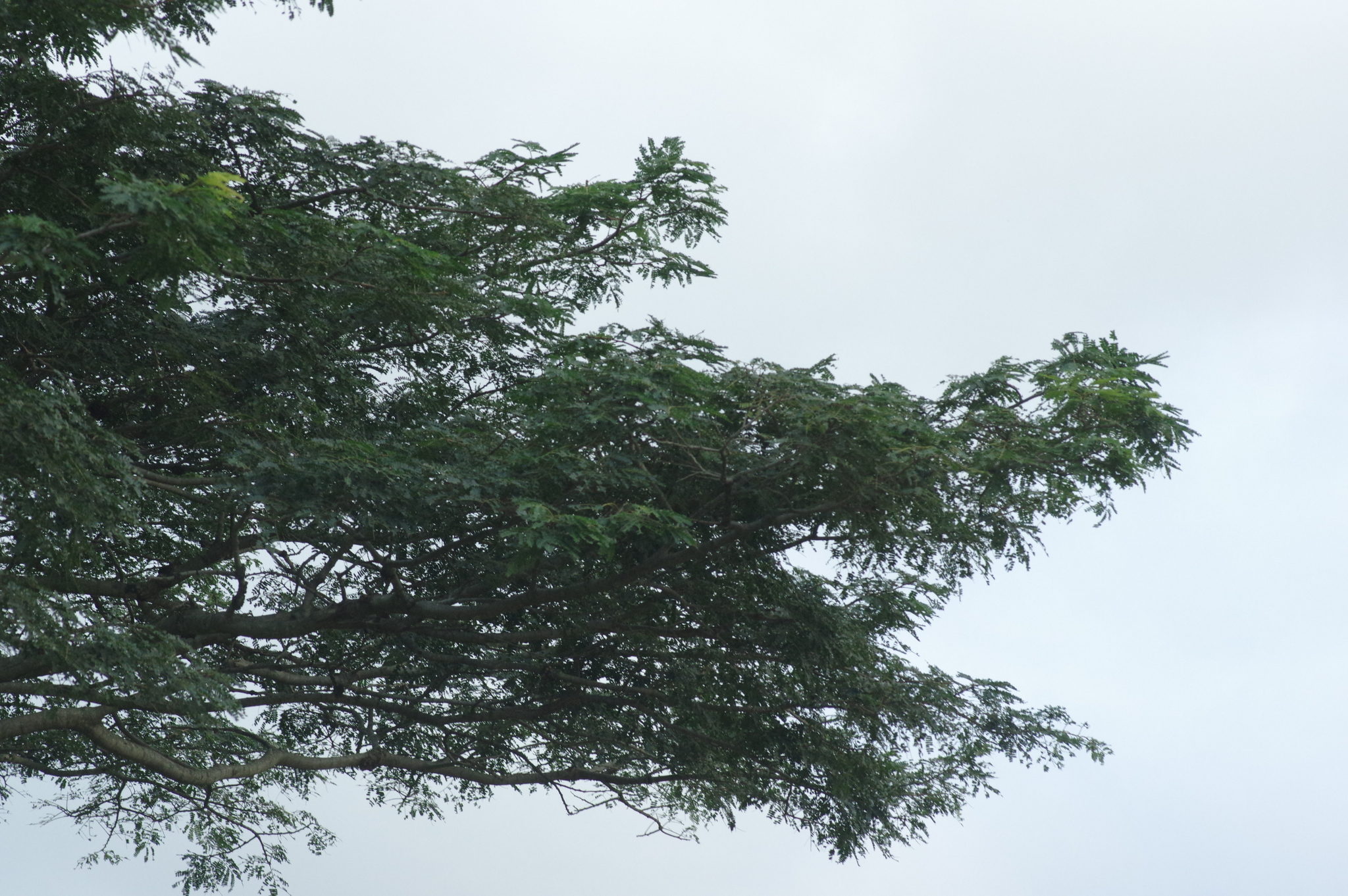 Imagem de Albizia