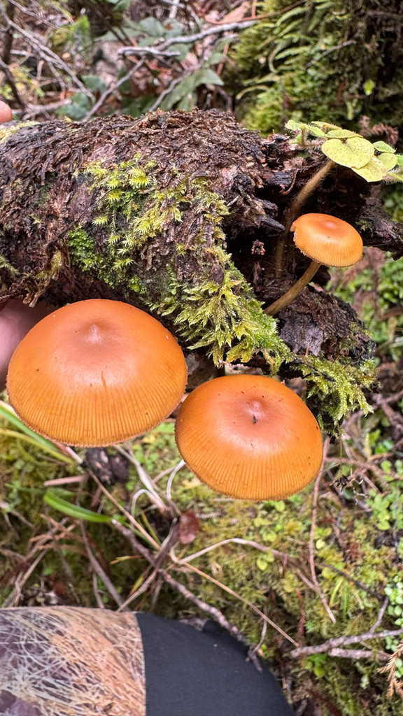 Galerina patagonica · April 2025 · photo: © frankashwood (iNaturalist, cc-by)