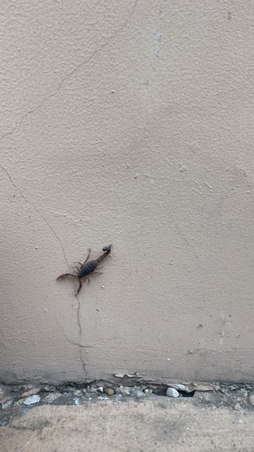 Alligatorback Scorpion