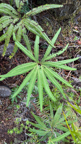 Sticherus cunninghamii observed 2025-04-14