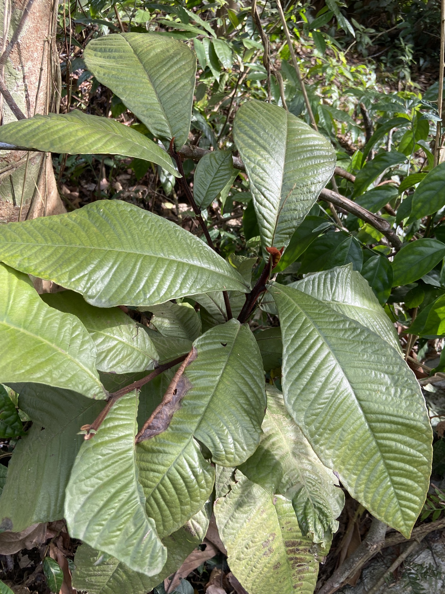 Ardisia nigropilosa (Ardisia nigropilosa)
