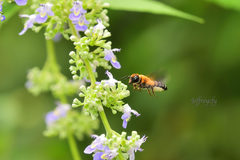 Megachile umbripennis