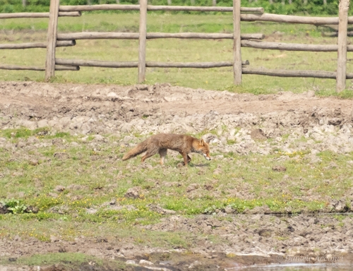 Renard roux