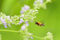 Megachile umbripennis