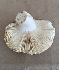 Russula ornaticeps