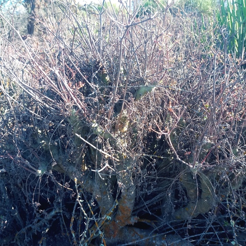 Foto de Gerânio-suculento