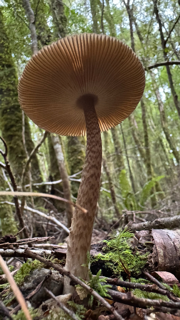 Amanita pekeoides · April 2025 · photo: © frankashwood (iNaturalist, cc-by)