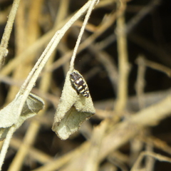 Acmaeodera alicia