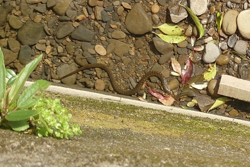 Mountain Water Snake