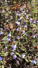 Collinsia torreyi
