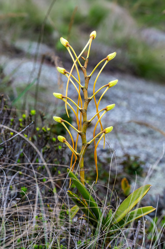 Aerangis ellisii (B.S.Williams) Schltr.